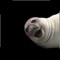 This application allows you to take a selfie with a funny seal in an easy way, you can also add it to your previous photos