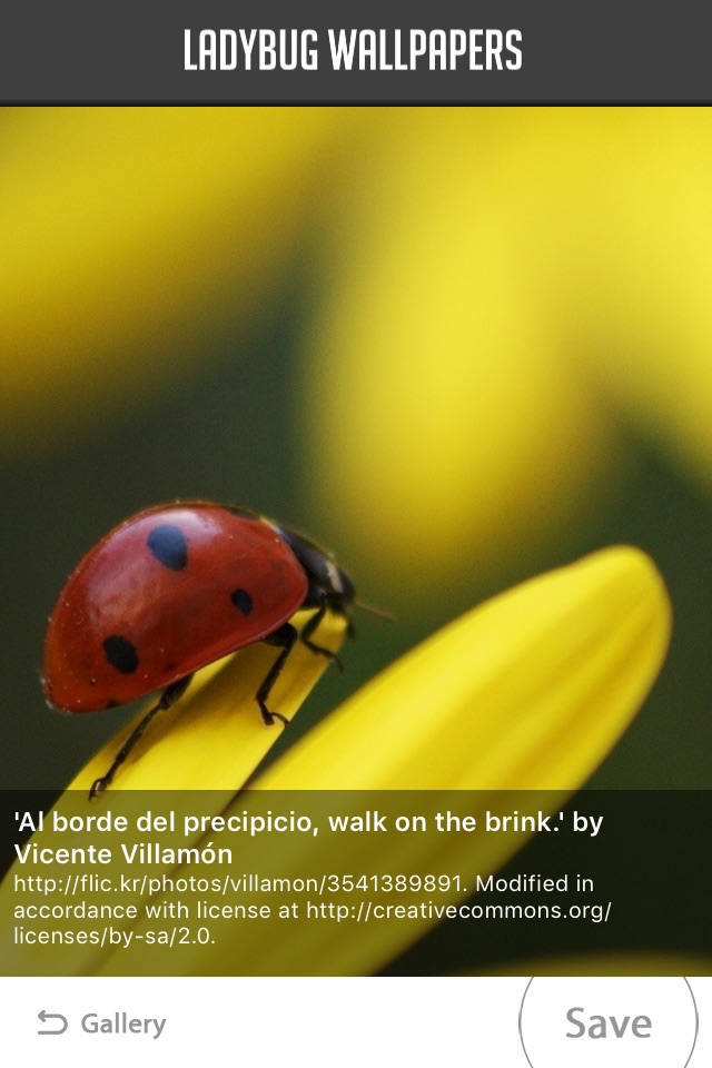 Ladybug Wallpapers screenshot 2