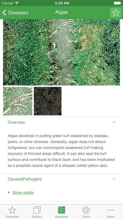 Turf MD