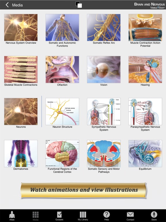 Brain and Nervous Anatomy Atlas: Essential Reference for Students and Healthcare Professionalsのおすすめ画像4