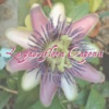 La Passiflora Caponii