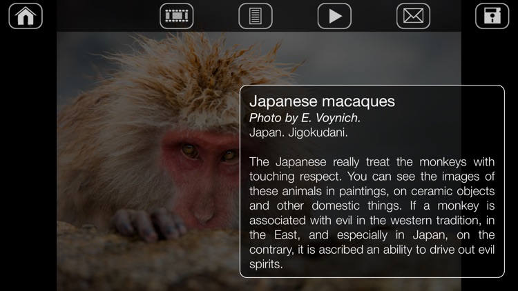 Japanese Macaques screenshot-3