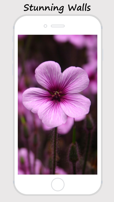 How to cancel & delete Purple Wallpapers - Stylish Collections Of Purple Wallpapers from iphone & ipad 4