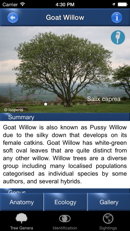 Tree Id Netherlands - Identification Guide to Trees