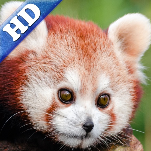 Red Panda Puzzles Jigsaws Games with Wild Animals in the Zoo HD iOS App