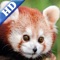 Red Panda Puzzles Jigsaws Games with Wild Animals in the Zoo HD