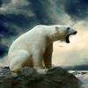 Polar Bear Wallpapers HD: Quotes Backgrounds with Art Pictures