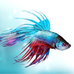 Betta Fish Care - Tips For Keeping A Happy And Healthy Betta