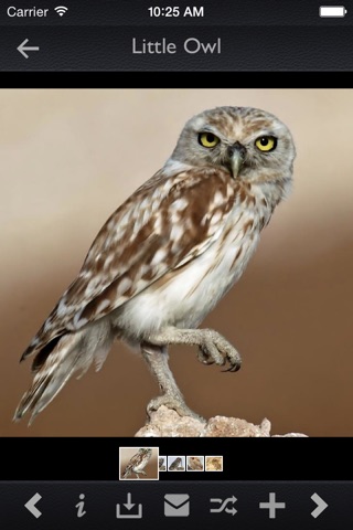 Owls Encyclopedia + screenshot 2