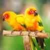 Parrots Bible