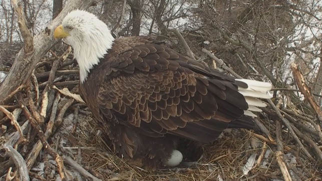 Real Live Eagle Cam