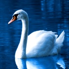 Swan Wallpapers