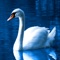 Swans symbolize grace and beauty, making them the perfect subject for an elegant nature wallpaper