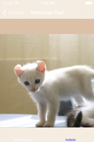 Encyclopaedia of Kittens by Breed - with Cute Pics screenshot 3