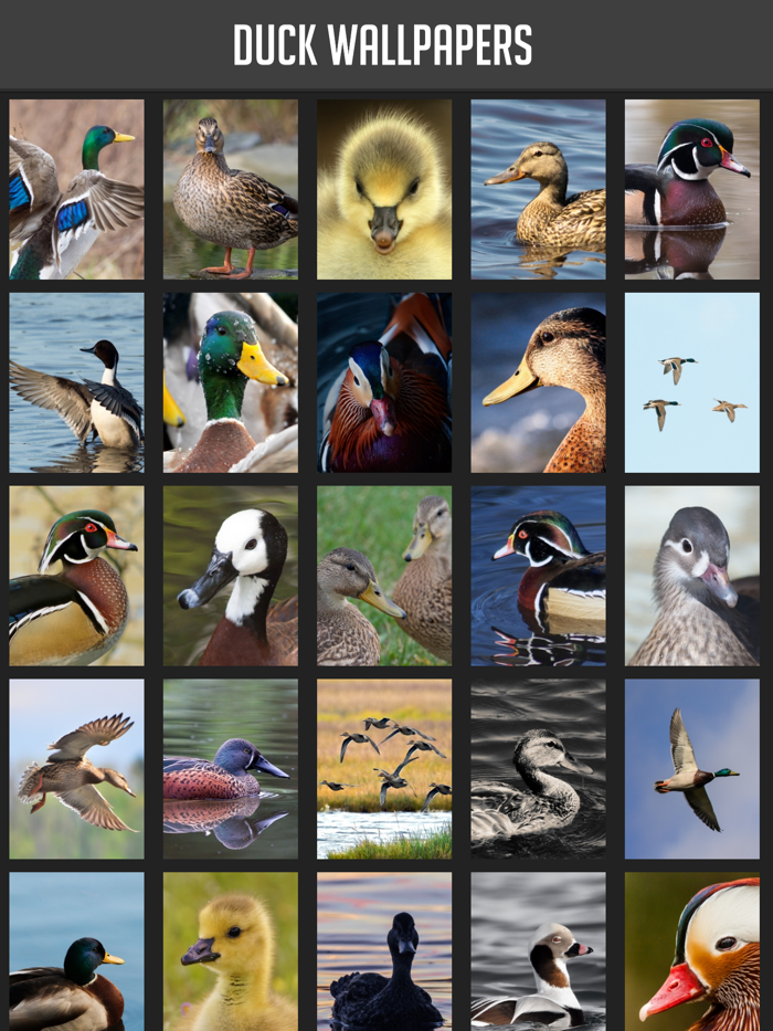 Duck Wallpapers