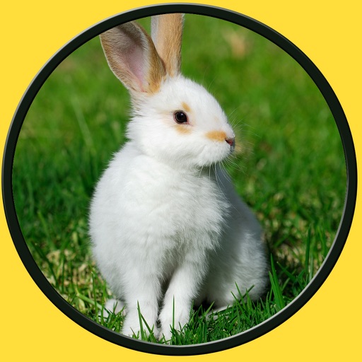 rabbits for small kids - no ads icon