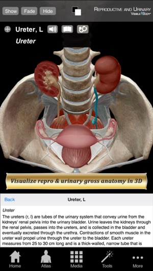 Reproductive and Urinary Anatomy Atlas: 