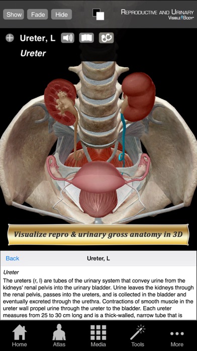 Reproductive and Urinary Anatomy Atlas: Essential Reference for Students and Healthcare Professionals Screenshot 1