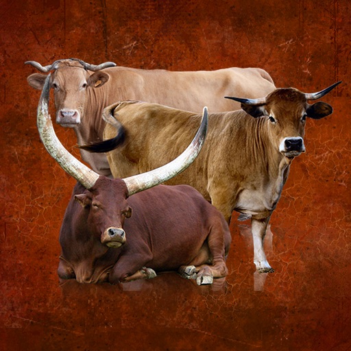 Cattle Breeds: Various Types of Cattle icon