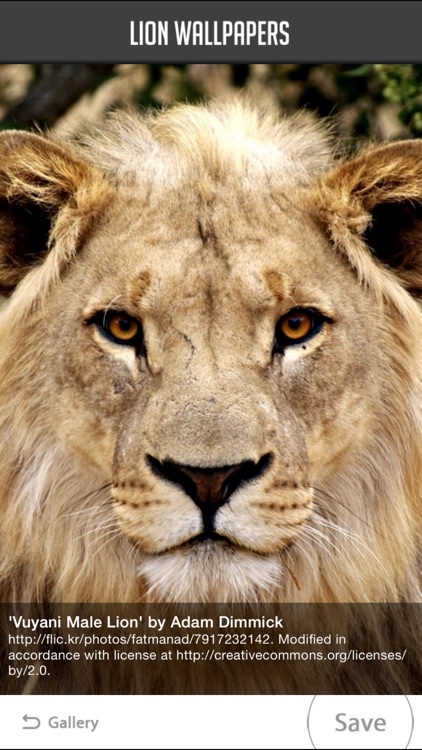Lion Wallpapers screenshot-4