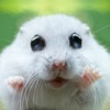 Icon Cute Animal Pics Watch App - Fun pictures for children, young kids, and adults