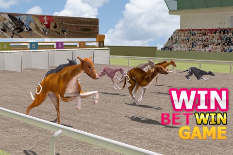 Virtual Dog Racing Championship 3D - Real derby sport simulation game screenshot 3