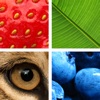 Icon Quiz Pic: Close Ups