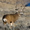 Deer Hunting Safari Sniper