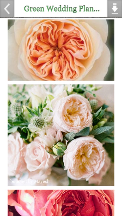 Green Wedding Planner