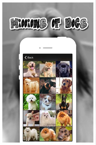 Dog Catalog HD - Photo Gallery & Wallpapers of Dog Breads FREE screenshot 2