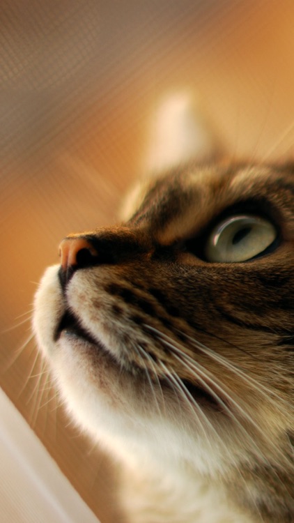 Cat Wallpapers: Retina Display HD Backgrounds screenshot-4