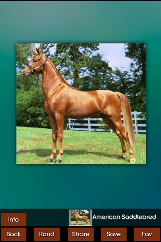 Horse Breeds HD screenshot 2