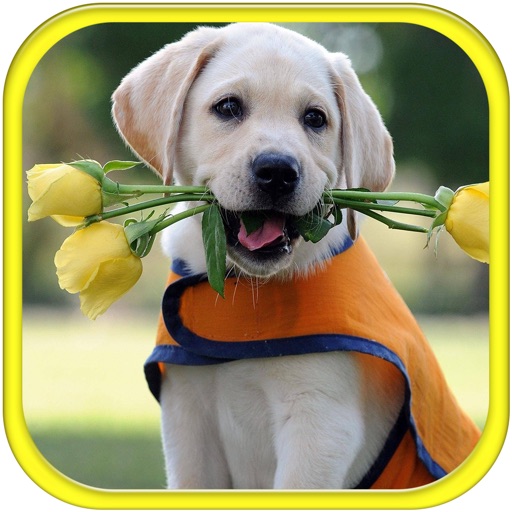 Dog Wallpapers - Lovely Puppy Dog Wallpapers And BackGrounds icon