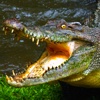 Crocodile Hunting