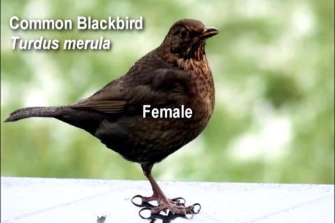 Discover British Birds screenshot 3