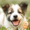 Put together adorable puzzles in Jigsaw Wonder Puppies