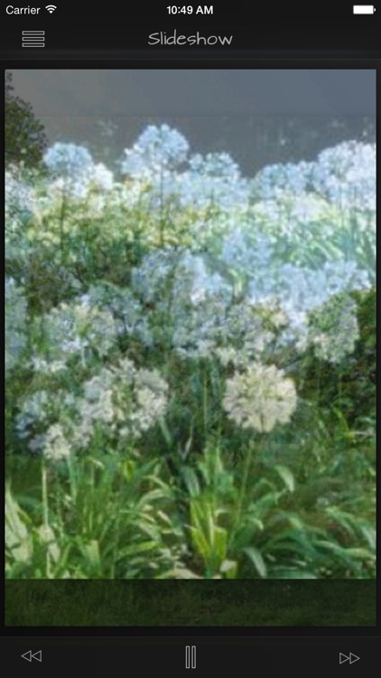 Medicinal Herbs Guide
