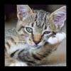 Encyclopaedia of Kittens by Breed - with Cute Pics