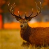 A Deer Hunting Adventure Shooter