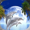 Diamond Dolphins