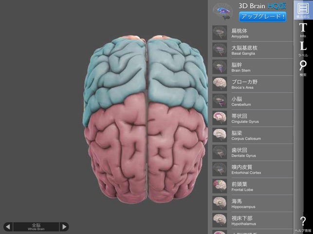 3d Brain をapp Storeで