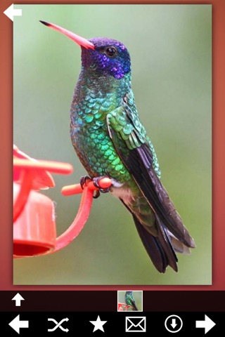 Hummingbirds Species Pro screenshot 2