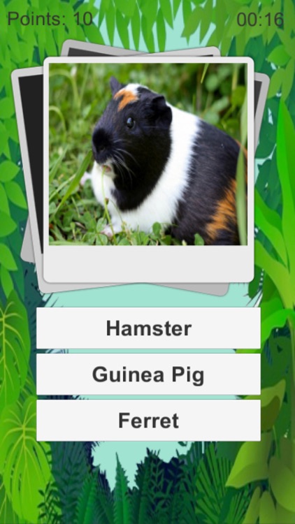 Animal Quiz Kids