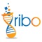 Ribo is a tile matching game in which each puzzle solved helps deciphering the structure and function of RNA molecules, a key component of life