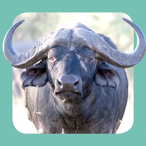 Sasol Wildlife for Beginners (Lite): Quick facts, photos and videos of 46 southern African animals iOS App