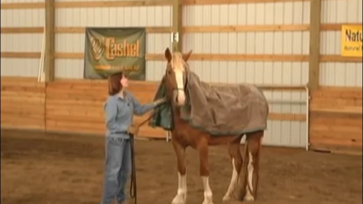 Horse Training screenshot-4