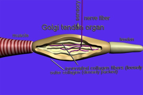 Senses of Touch, Vibration and Proprioreception screenshot 2