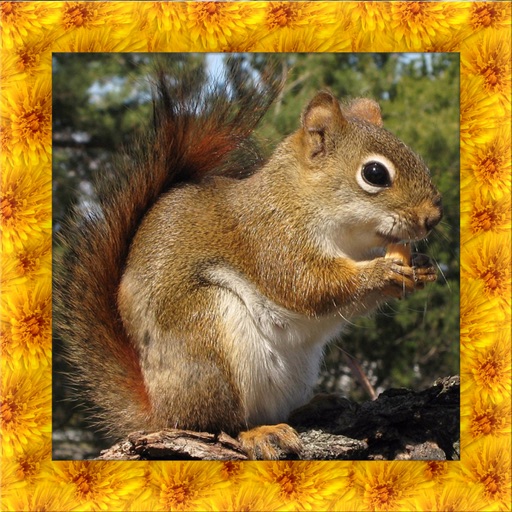 Squirrel Simulator 3D icon