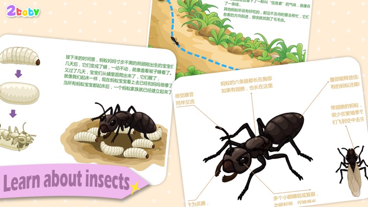 Ant - InsectWorld  A story book about insects for children screenshot-4