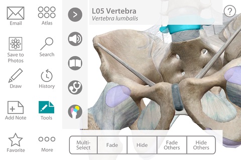 Human Anatomy Atlas 7 for Springer – 3D Anatomical Model of the Human Body screenshot 3